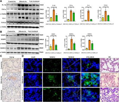 Quercetin Alleviates Pulmonary Fibrosis in Mice Exposed to Silica by Inhibiting Macrophage Senescence